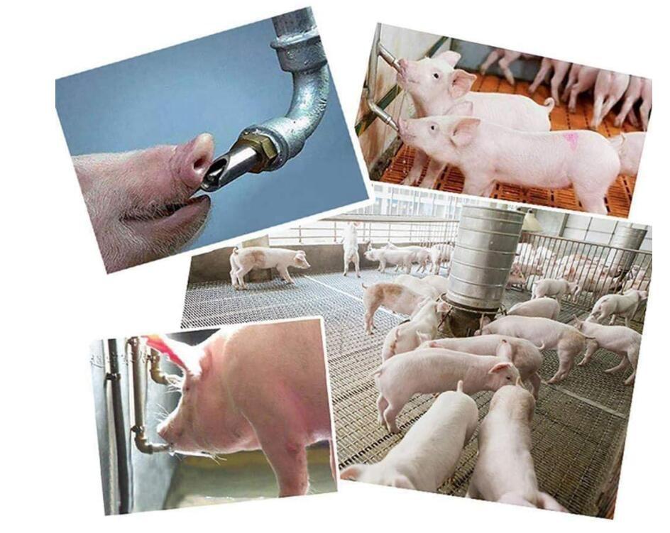 Pig Nipple Drinker Waterer