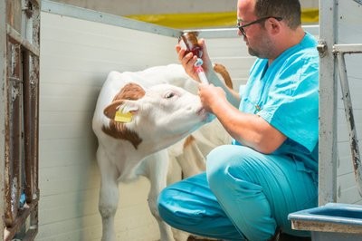 Continuous Livestock Syringe, for Pigs, Cattle, Sheep and Chickens
