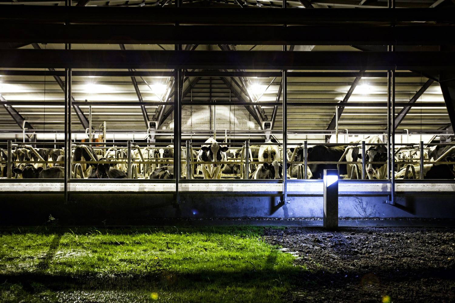 Steel Structure Cattle Shed Application