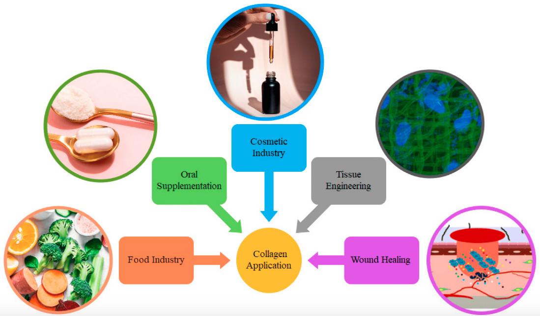 Widely Application Of Collagen Peptides