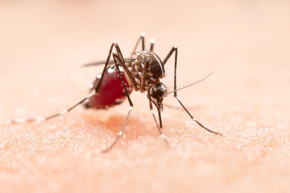 The Global Threat of Mosquito-Borne Diseases