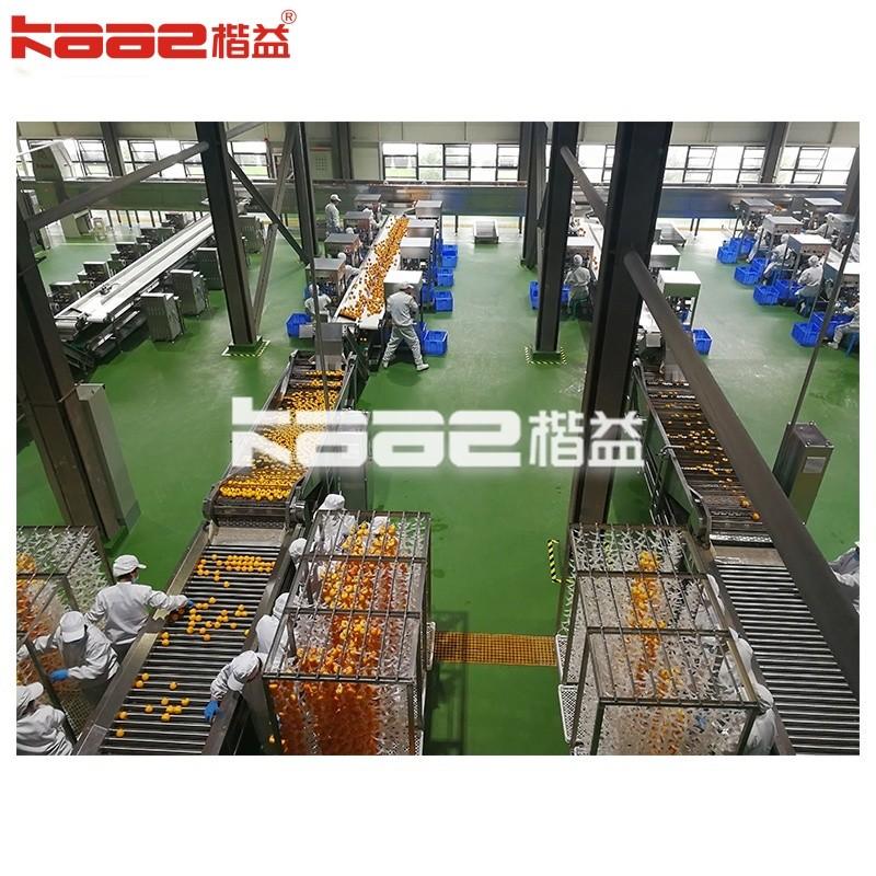 Persimmon Processing Production Line