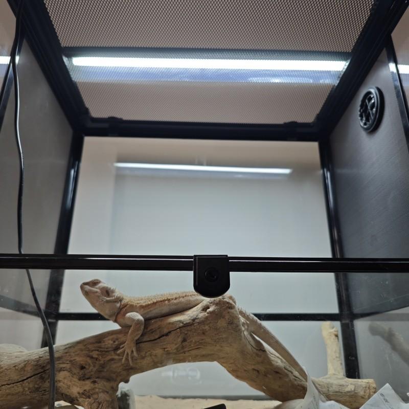 Bearded Dragon Enclosure