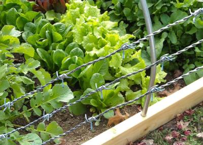 China Hot Dipped Galvanized Steel Barbed Wire 12Gauge for Security Fencing for sale