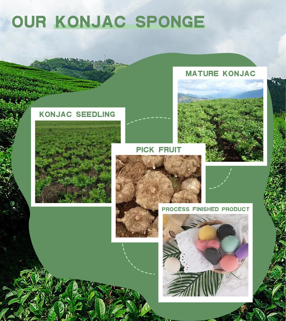 Konjac Sponges Are Derived From The Tuber Of The Plant Konjac