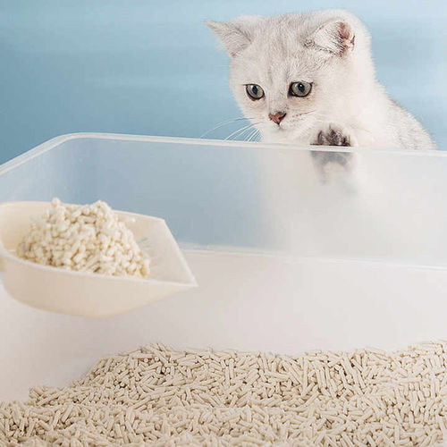 How to choose cat litter and use it correctly?