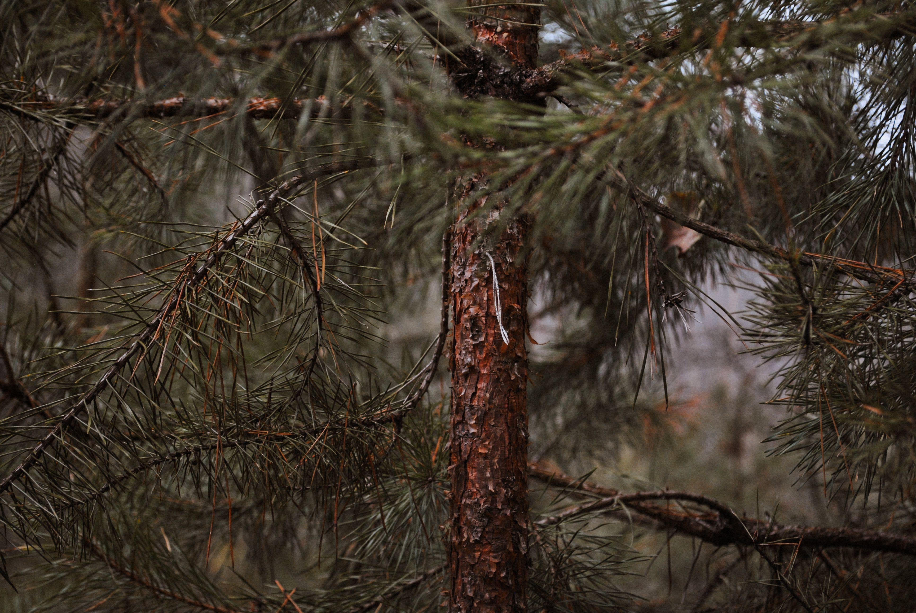 Comprehensive Prevention and Control of Pine Wilt Disease