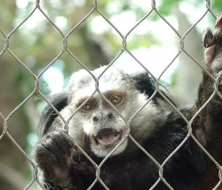 Stainless Steel Zoo Mesh Fence