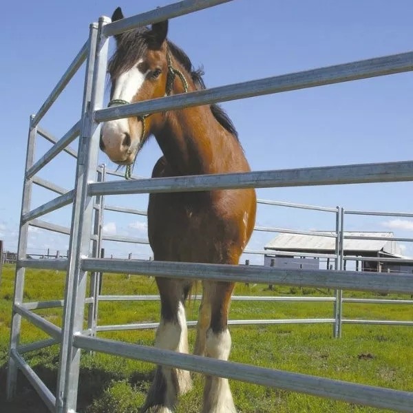 Galvanized Steel Pipe Fencing for Farms and Corral