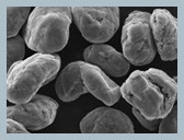 Spherical Graphite as lithium battery cathode material