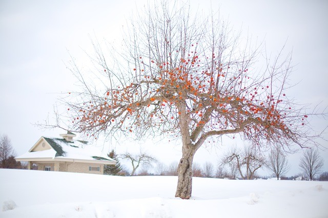 Pruning Apple Trees: A Complete Guide