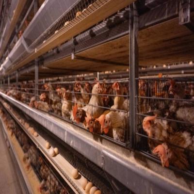 China Quick Assembly Hot-Dip Galvanized Steel Prefab Poultry House with Customizable Layouts for sale