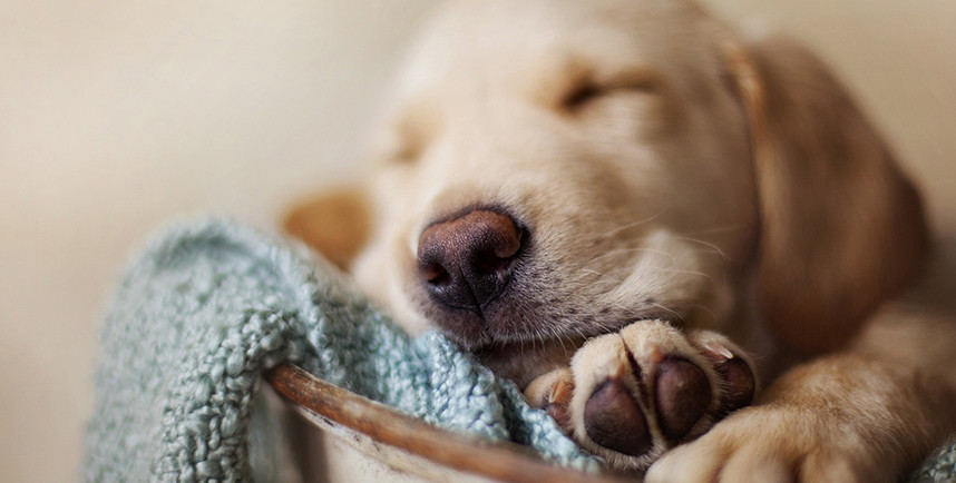 How to choose a good pet leash for your pet?