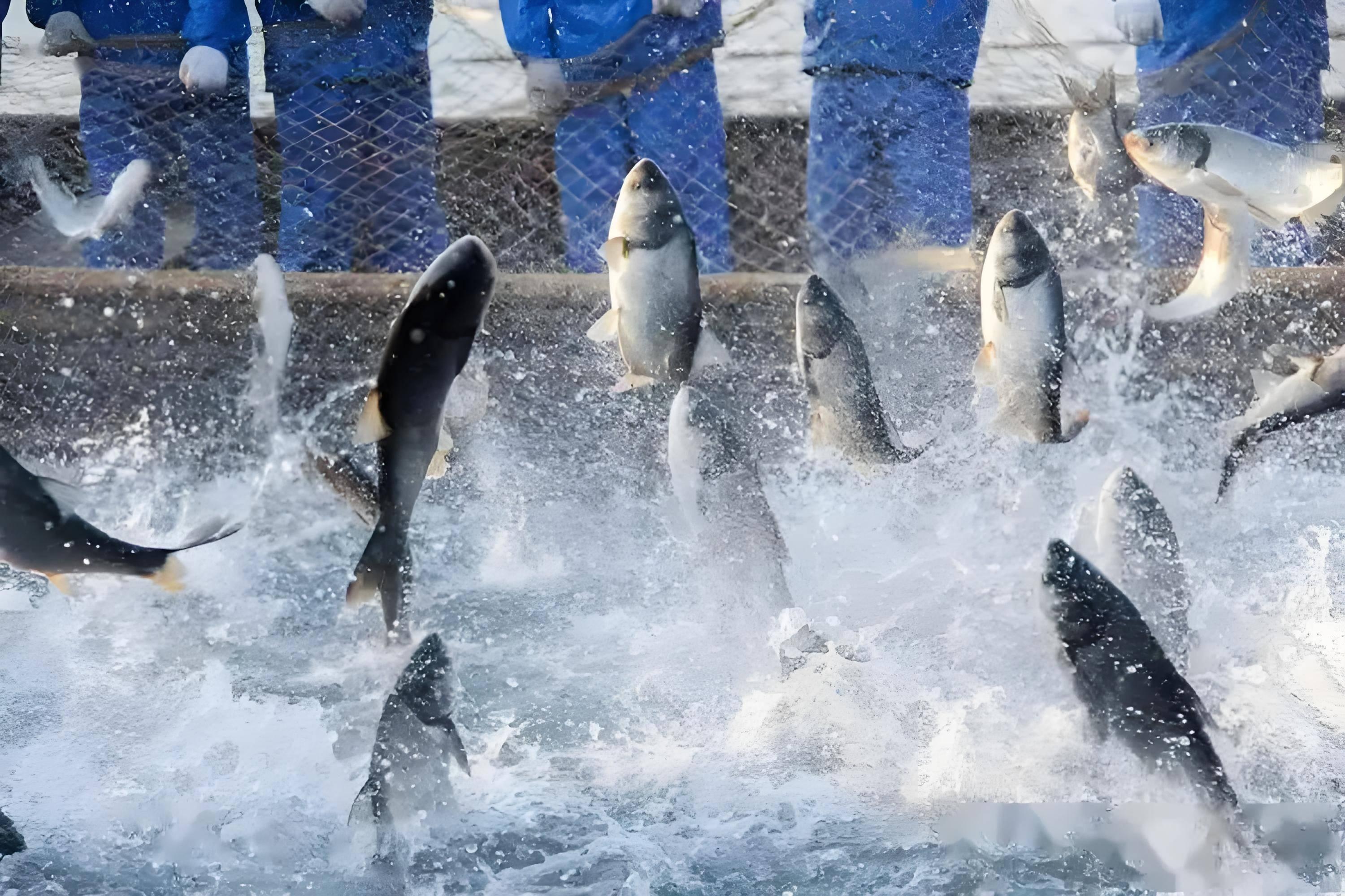 Aquaculture Water Quality Monitoring Solution: Smart Management for Healthy Fish Farming