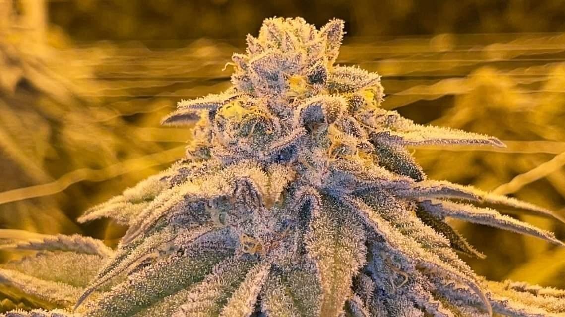 How Far Should LED Grow Lights Be From Plants?