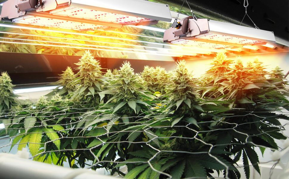 How UV And Far-Red Light Affect Cannabis Growth?